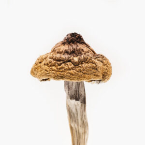 Buy B+ magic mushroom Online